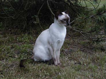 Bonbon, onze Siamees