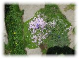 thumbs/IMG_1366.jpg