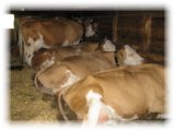 thumbs/IMG_1371.jpg